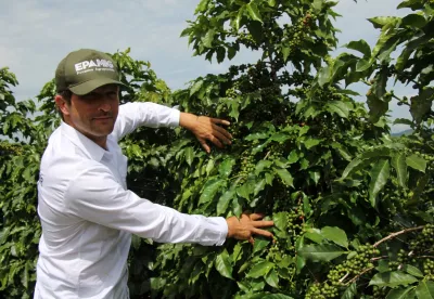 Pesquisas em melhoramento genético subsidiam a renovação do parque cafeeiro de Minas e rendem bebidas de excelência
