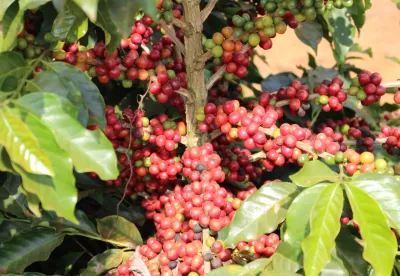 Variedade de café desenvolvida pela Epamig