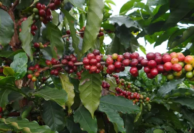 Foto mostra pé de café carregado com fruto maduro