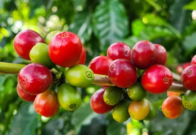 O café, carro-chefe das exportações do agro mineiro, alcançou US$ 6,2 bilhões