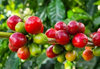 Principal commodity exportada pelo agro mineiro, o café garantiu o bom desempenho do setor