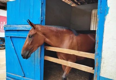 Novo documento digital tem validade de um ano e adesão facultativa