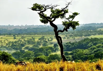 Evento propõe o debate das ações para conservação e uso sustentável do Cerrado Mineiro e levanta propostas para conciliar agro e preservação ambiental