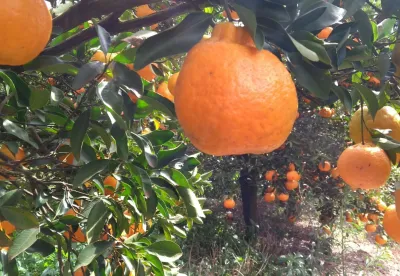 Foto mostra pé carregado de tangerina ponkan