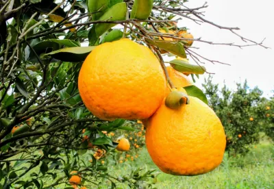 O aumento da produção se dá também pela migração de citricultores para regiões livres da a presença do greening