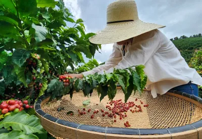 Foto mostra colheita manual de café