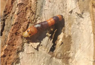 Detalhe da lagarta Cossula duplex