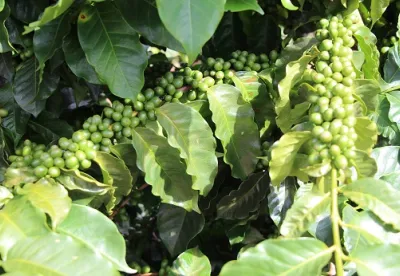 O resultado reforça a relevância do trabalho da Epamig em seu programa de melhoramento genético