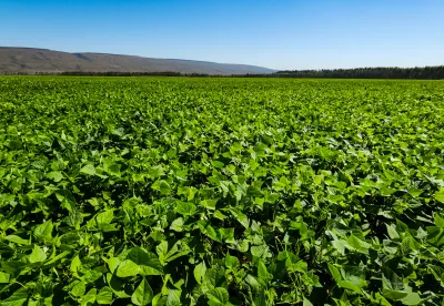 plantação de feijão