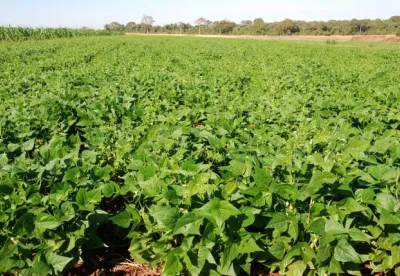 O vazio sanitário do vegetal deve ser realizado de 20 de setembro a 20 de outubro