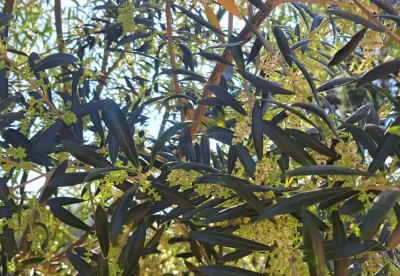 O acompanhamento da florada é o passo inicial para a projeção da próxima safra