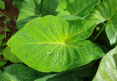 Algumas espécies de plantas silvestres ou pouco conhecidas podem conter substâncias tóxicas