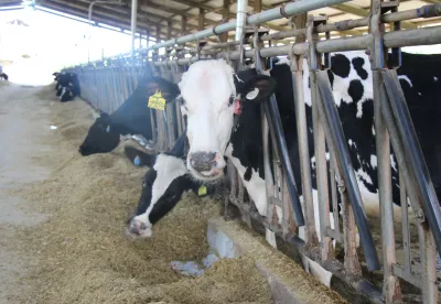 Uma das linhas de pesquisa é o estudo dietas manipuladas para bovinos