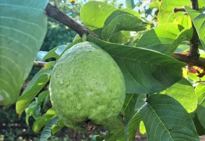 A qualidade dos frutos é resultado dos cuidados com a lavoura