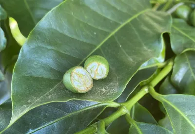 Pesquisadora da Epamig alerta para os tratos culturais nesta etapa