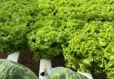 Alface, rúcula, cebolinha, coentro, salsa, hortelã e agrião são as hortaliças cultivadas no sistema hidropônico