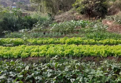 Foto mostra panorama geral da horta comunitária