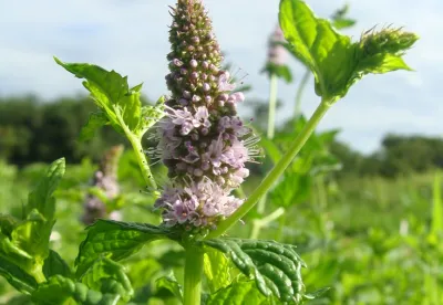 Serão abordados temas como temas como cultivo de plantas aromáticas, extração dos óleos e inovação tecnológica