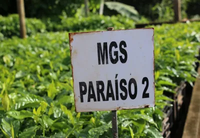 café MGS Paraíso