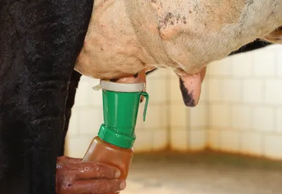 A imersão dos tetos em solução antisséptica antes e após a ordenha