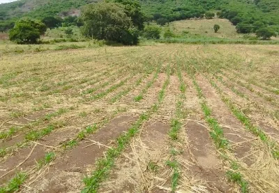 A técnica consiste no plantio consorciado de sorgo e capim para a produção de silagem