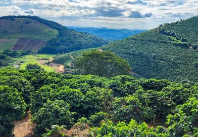 Sozinho, esse setor representa 67% do faturamento do setor agropecuário mineiro