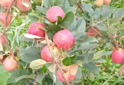 Foto mostra pé carregado de maçãs