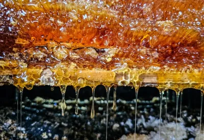 Foto mostra mel escorrendo no favo