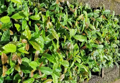 Essa é a segunda produção comercial de mudas de café Conilon da Epamig