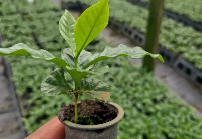As ações incluem a produção de mudas de novas cultivares de café 