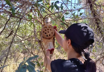 Existem mais de 30 mil espécies de abelhas no mundo, sendo 80% abelhas solitárias