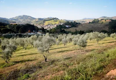 Esta árvore milenar tem emergido cada vez mais como um pilar do bem-estar global