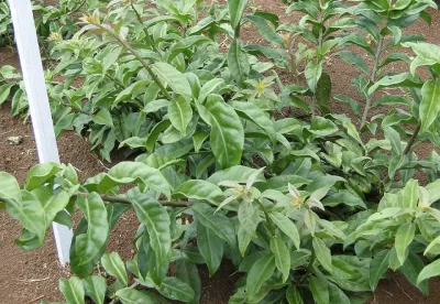 Esta edição homenageia D. Maria do Pompéu, fundadora do primeiro restaurante na comunidade, onde será realizado o evento