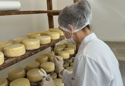 Pesquisa vai identificar as bactérias ácido láticas  encontradas no queijo da região, no leite, nas tábuas de maturação e no “pingo”
