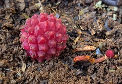 O herbário da Epamig tem hoje 59.784 exsicatas de plantas coletadas