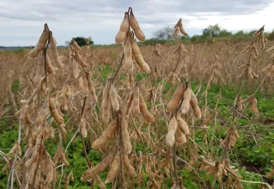 A receita gerada pela comercialização de produtos agropecuários atingiu US$ 6,5 bilhões