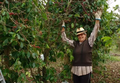 A produtora Maria da Conceição está utilizando o agrosilício misturado ao composto na lavoura de café