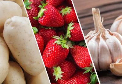 Crédito: Divulgação/Seapa MG