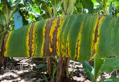 A Sigatoka Negra é uma doença fúngica que pode comprometer a produtividade da bananicultura se não for controlada adequadamente