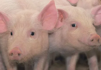 O programa tem um caso de sucesso com o setor da suinocultura mineira