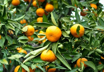 Foto mostra pé carrego de tangerinas maduras