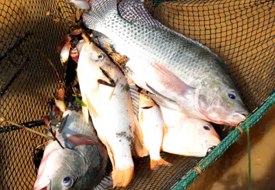 Minas Gerais é o terceiro maior produtor nacional de tilápias