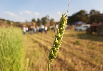 Foto mostra detalhe do trigo MGS Brilhante