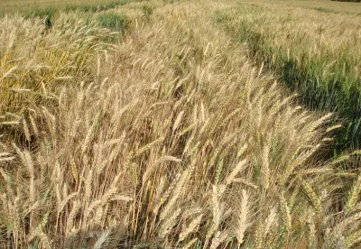 O evento acontece no Campo Experimental da Epamig, em Patos de Minas 