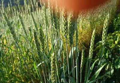 Foto: Joel Lima da Fonseca