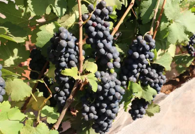 Uva Syrah