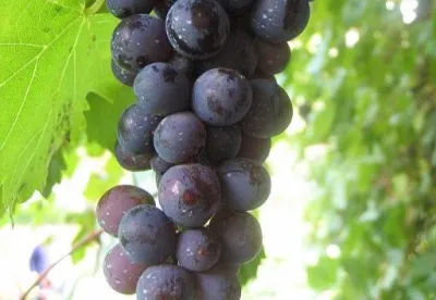 Foto mostra cacho de uva em detalhe