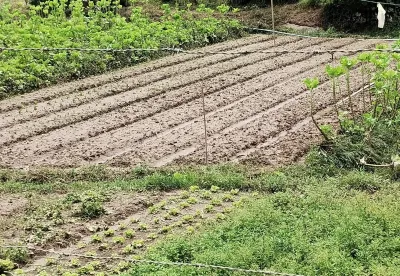 Plantio de hortaliça com área destruída