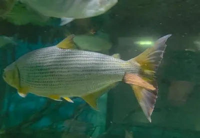 Imagem de um peixinho na água