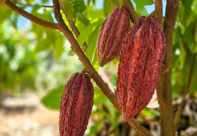 Árvore com fruto do cacau